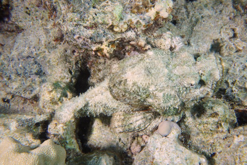 A well camouflaged humphead dragonhead