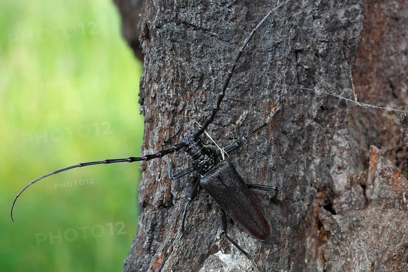 Great capricorn beetle