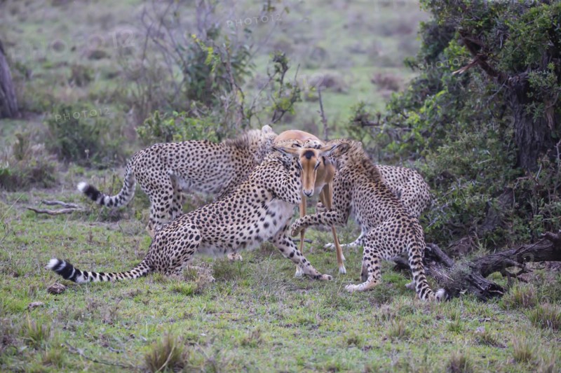 Cheetah