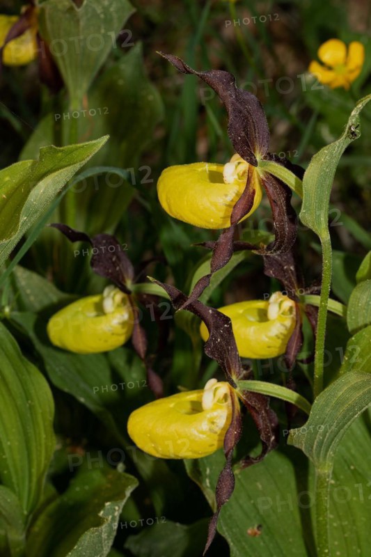 Ladys slipper green leaves and four open yellow flowers on top of each other