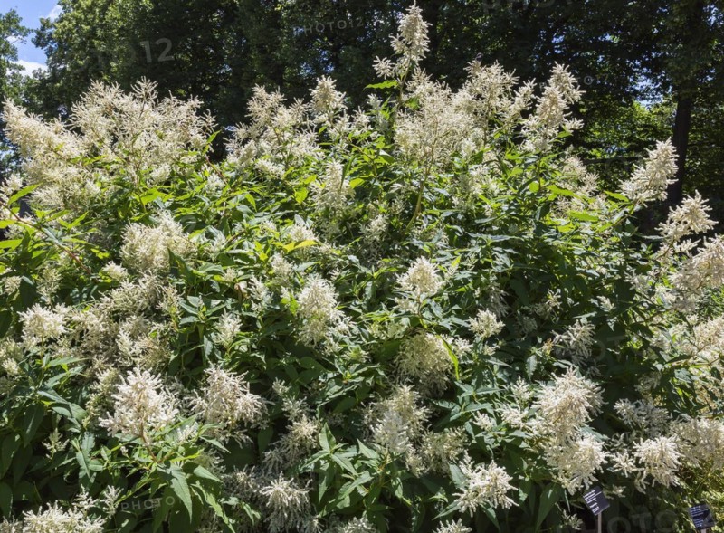 Alpine Knotweed