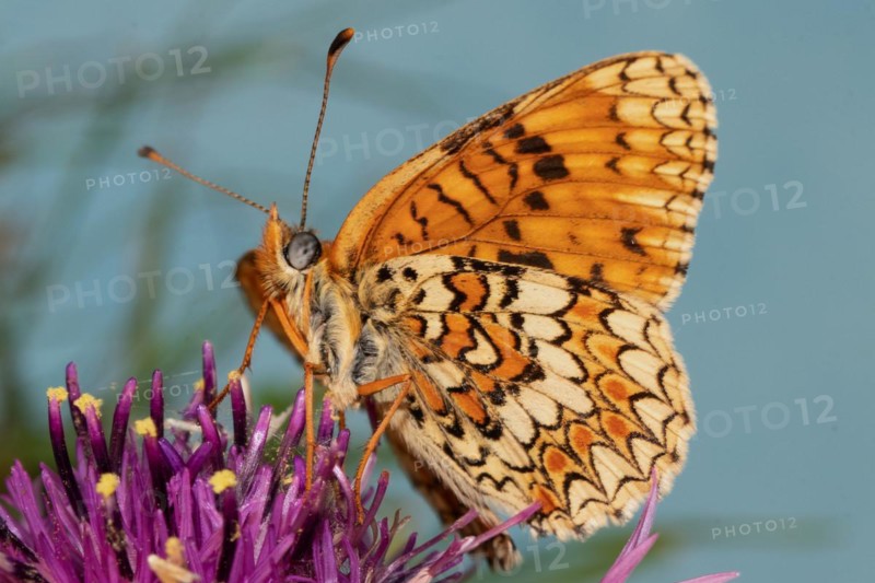 Fritillary fritillary butterfly with open wings on purple flower sitting from front sucking left seeing against blue sky