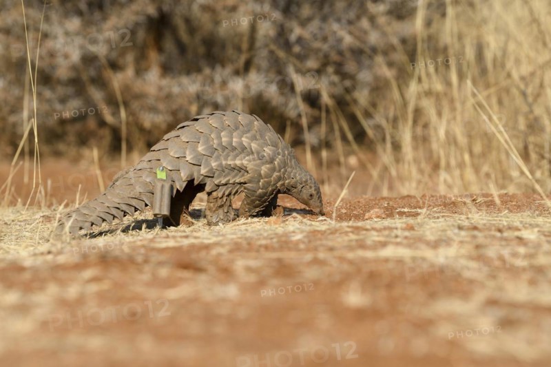 Ground pangolin