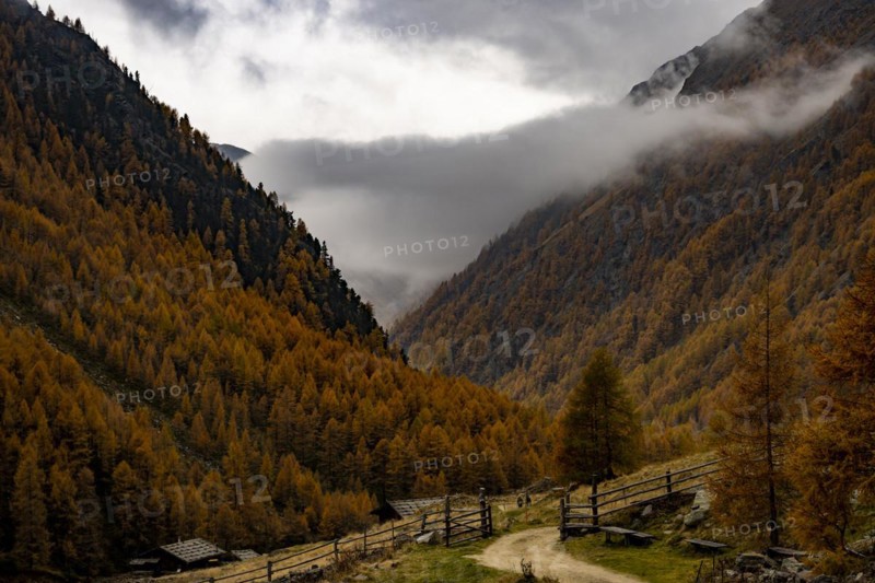 Autumn larch