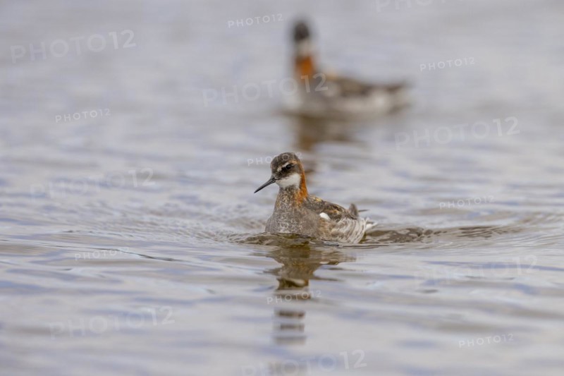Red-necked phalarope