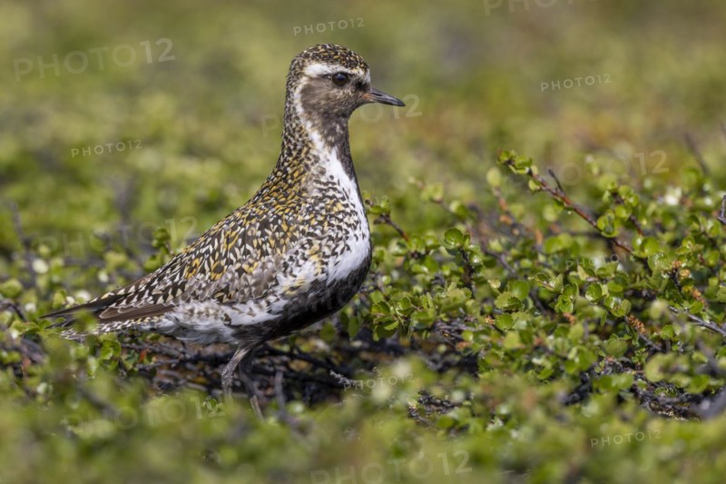 European golden plover