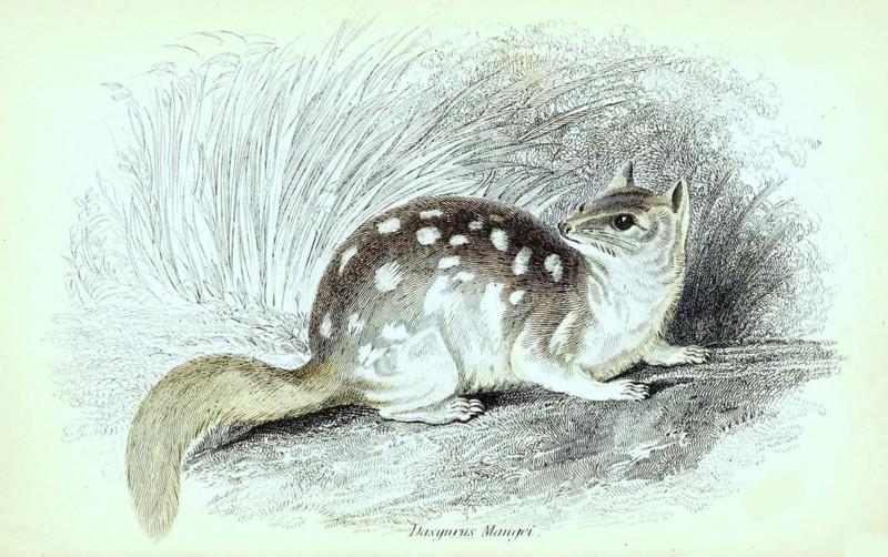 Dasyurus Macrourus