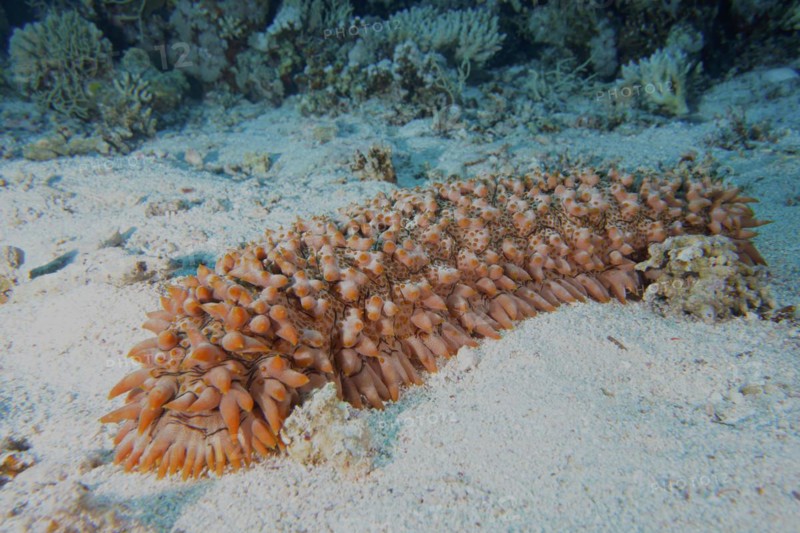 Pineapple sea cucumber
