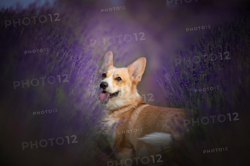 Welsh Corgi Pembroke dog beautifully posing on a lavender field between paths. Lavender field in Poland