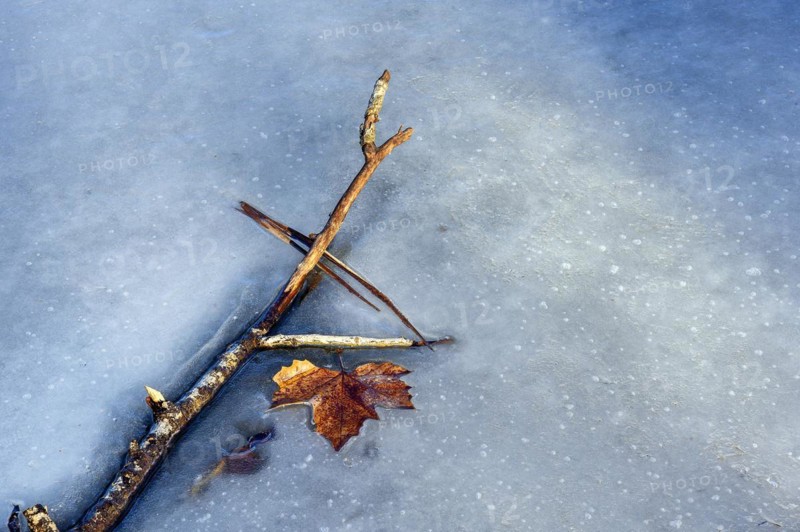 Ice rink with maple leaf and branch