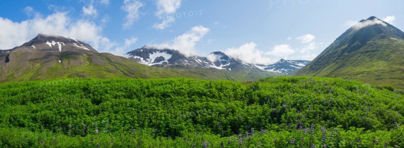 Green landscape and snow-capped mountains