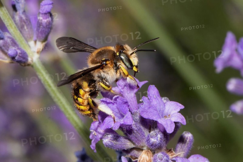 Garden Wooly Bee