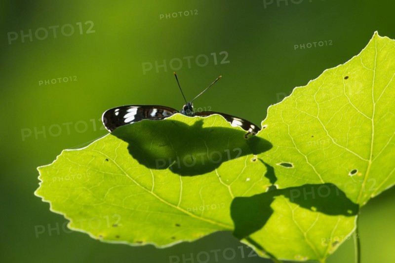 Small kingfisher butterfly with open wings shining through on green leaf sitting from the front
