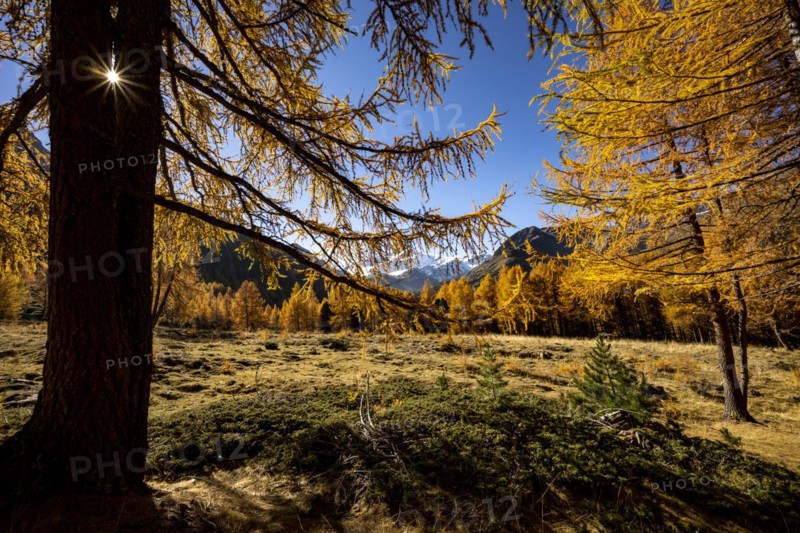 Autumn larches