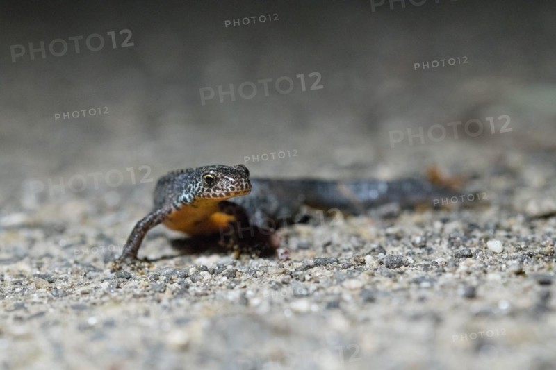 Alpine newt