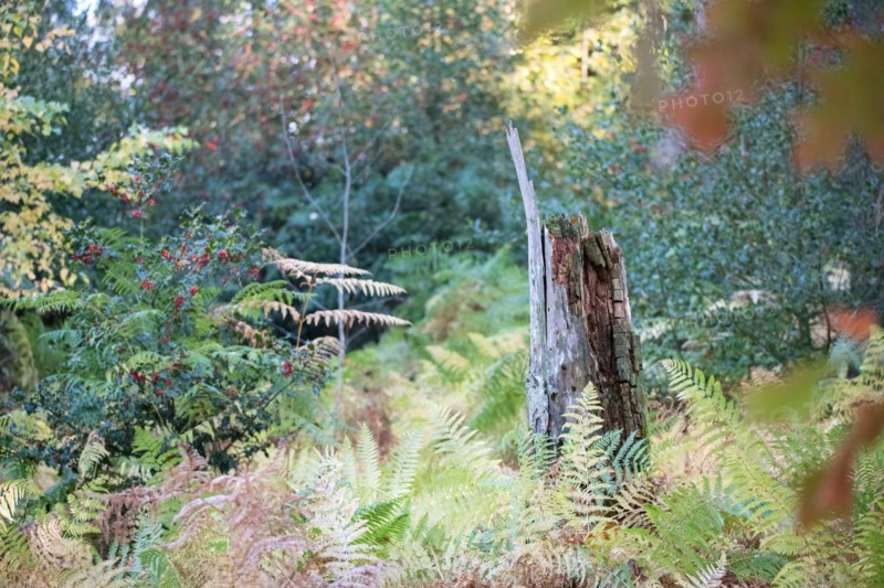 Standing deadwood in mixed deciduous forest
