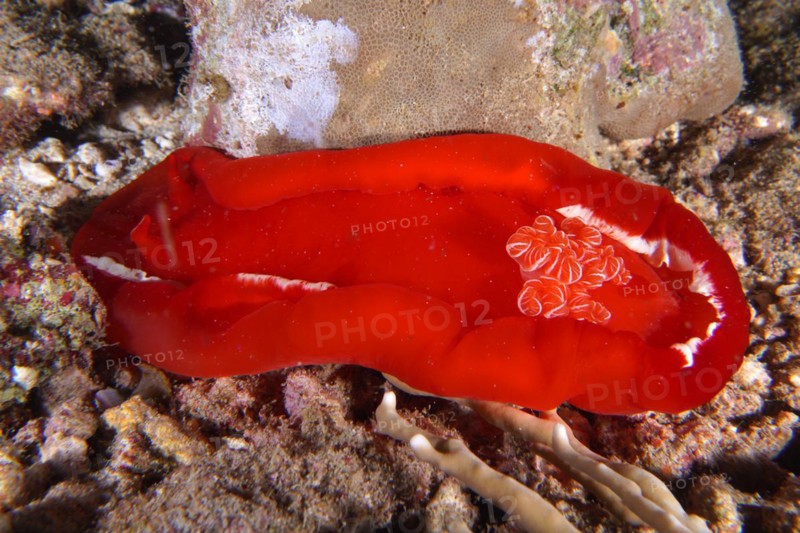 Spanish dancer