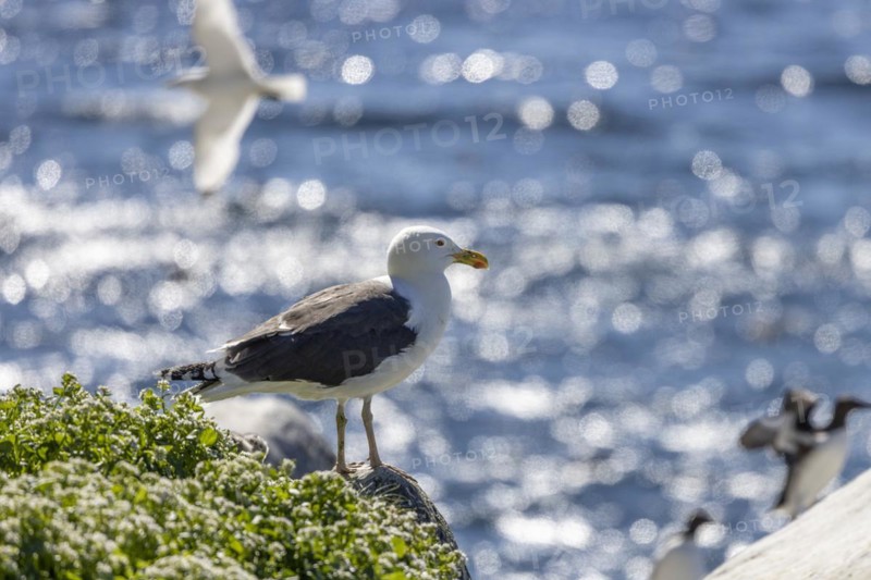 Great black-backed gull