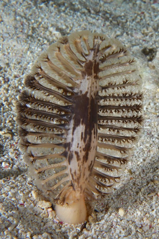 The dark sea feather