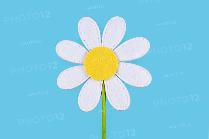 Single felt daisy flower on blue background