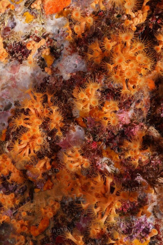 Yellow cluster anemone