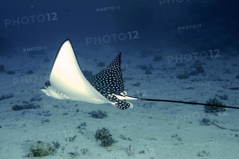 Spotted eagle ray