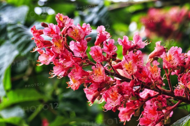 Red horse-chestnut