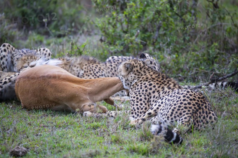 Cheetah