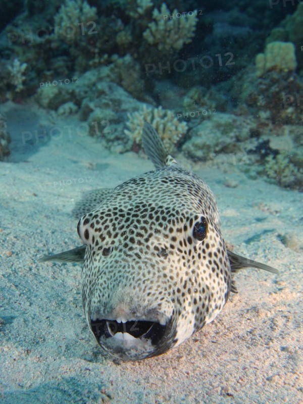 Portrait of star puffer