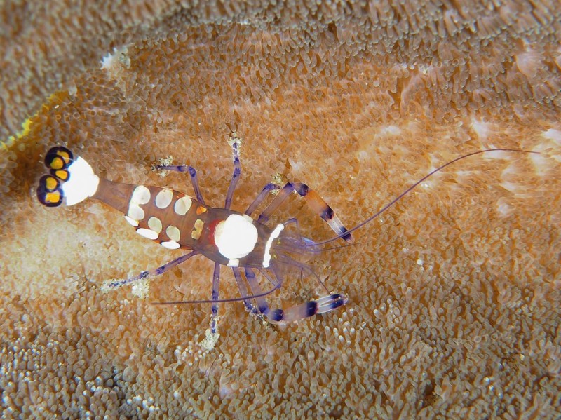 Peacock-eyed anemone shrimp