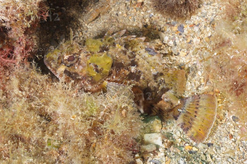 Black scorpionfish