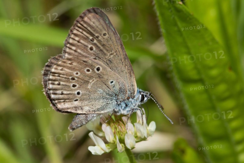 Crucian anthill butterfly butterfly with closed wings sitting on white flower sucking right seeing