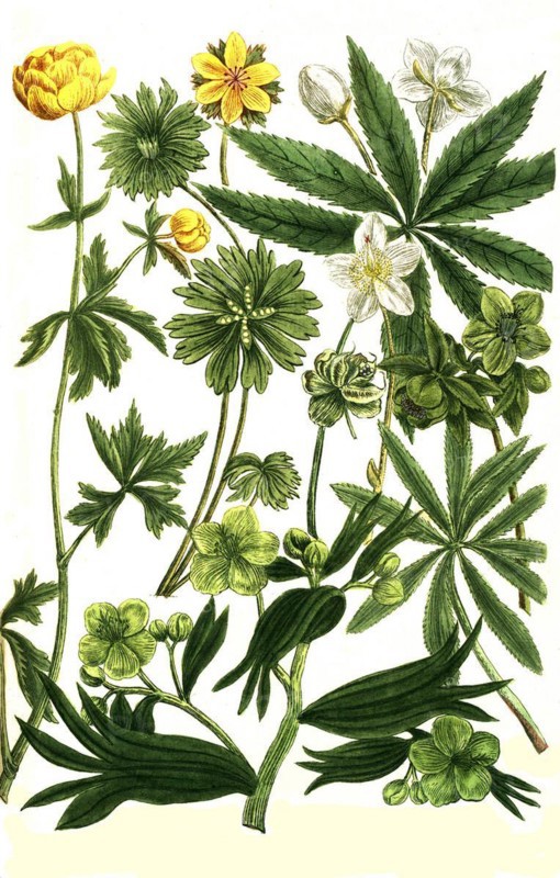 Botany