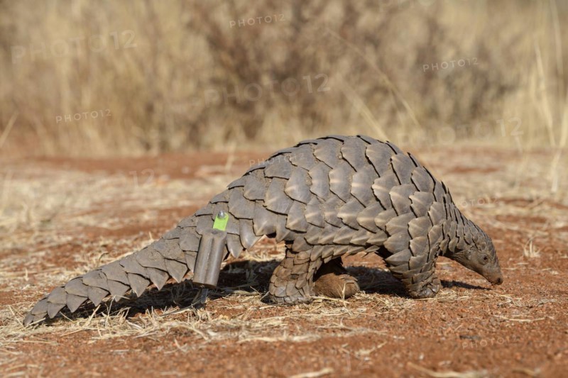 Ground pangolin