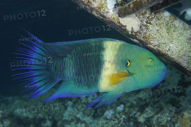 Broomtail wrasse