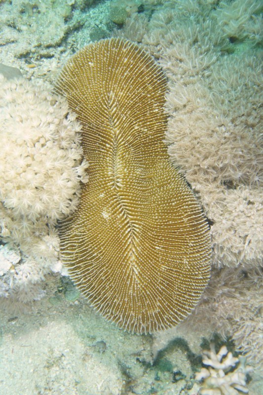 Oval mushroom coral
