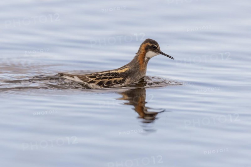 Red-necked phalarope