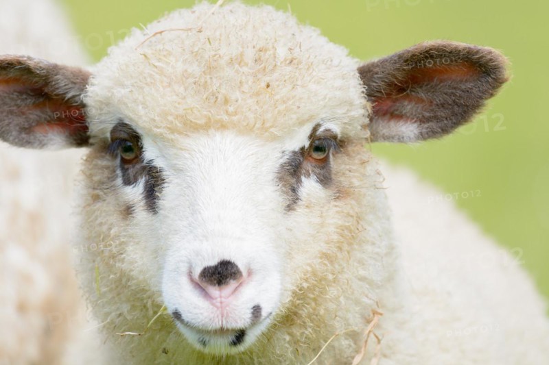 Portrait of a lamb with brown spots around the eyes. Alsace