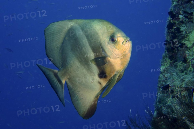 Orbicular batfish