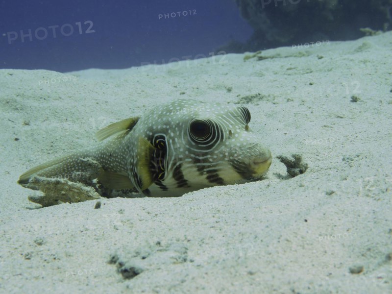 A white-spotted puffer