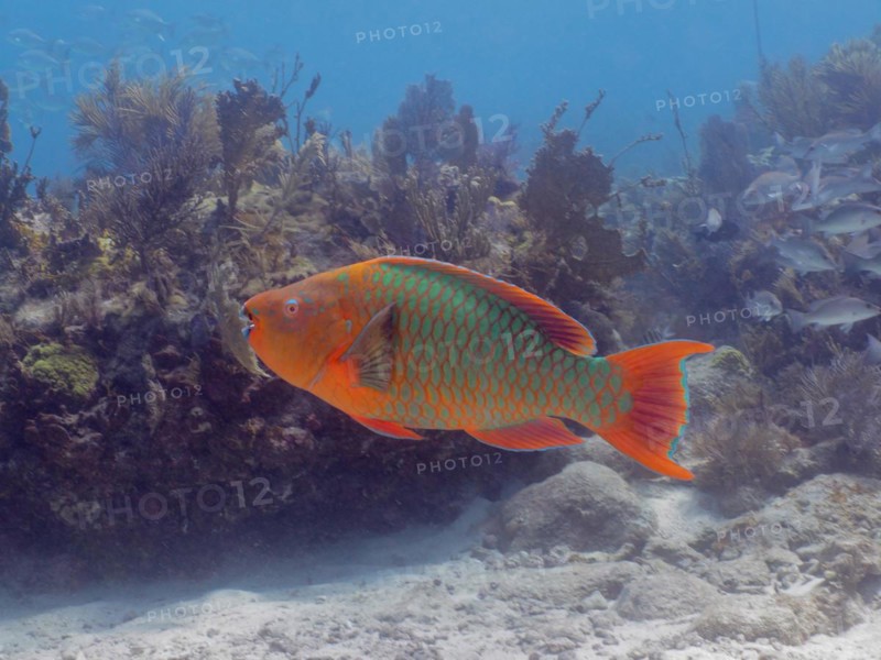 Rainbow parrotfish