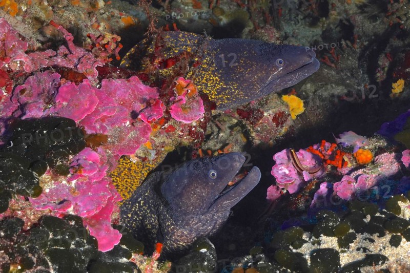 Two mediterranean morays
