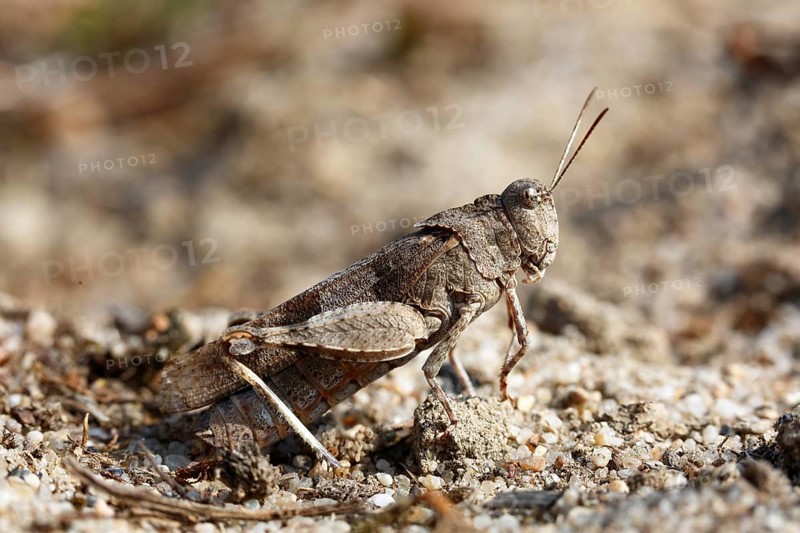 Blue band-winged grasshopper