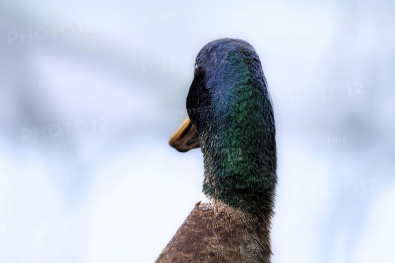 Head and neck of a male mallard