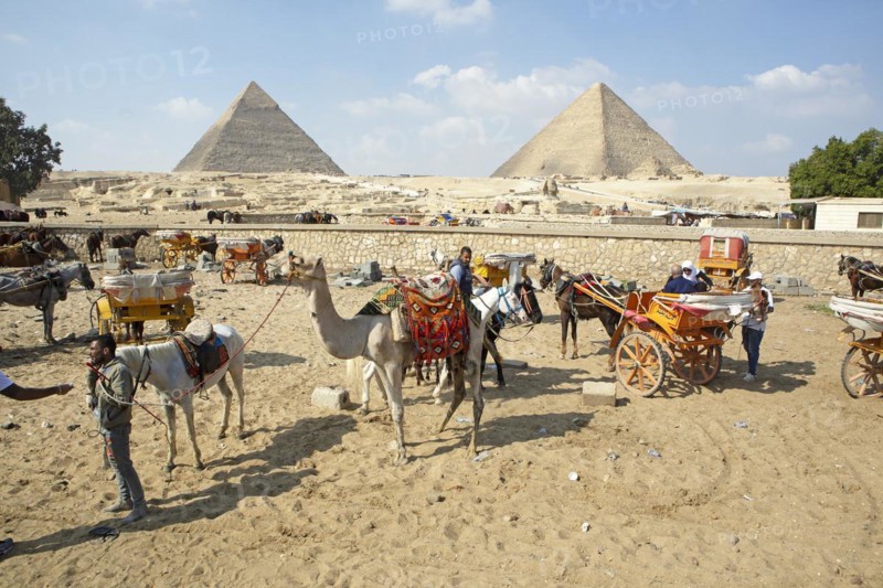 Camelids