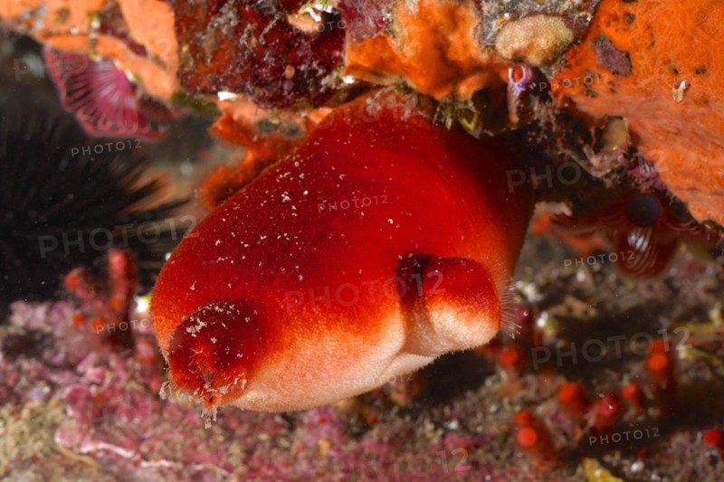 Red sea squirt