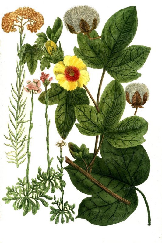 Botany