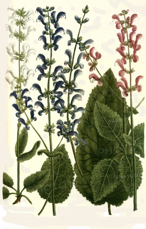 Botany