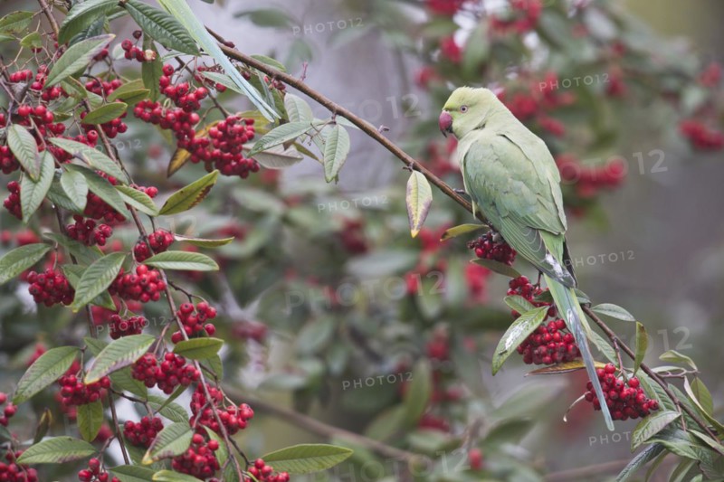 Rose-ringed parakeet
