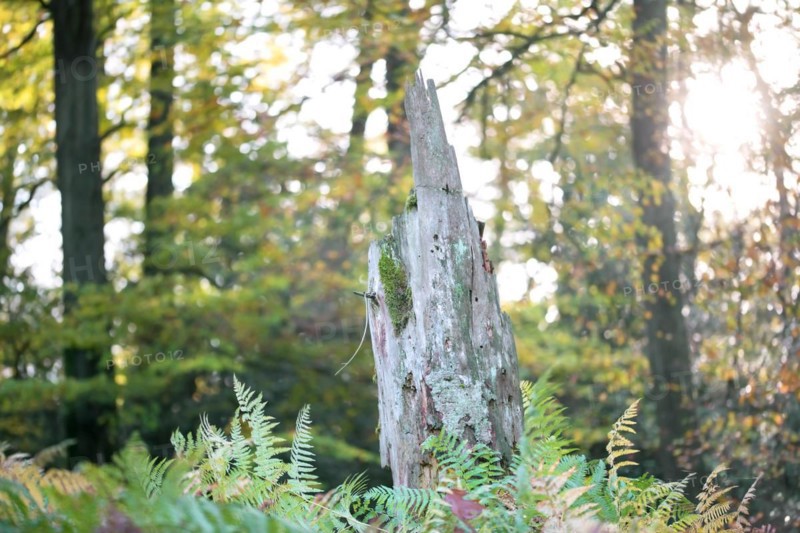 Standing deadwood in mixed deciduous forest